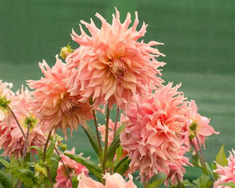 buying dahlia tubers online.